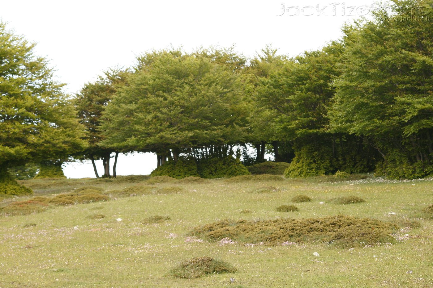 JackTiz - Copyright