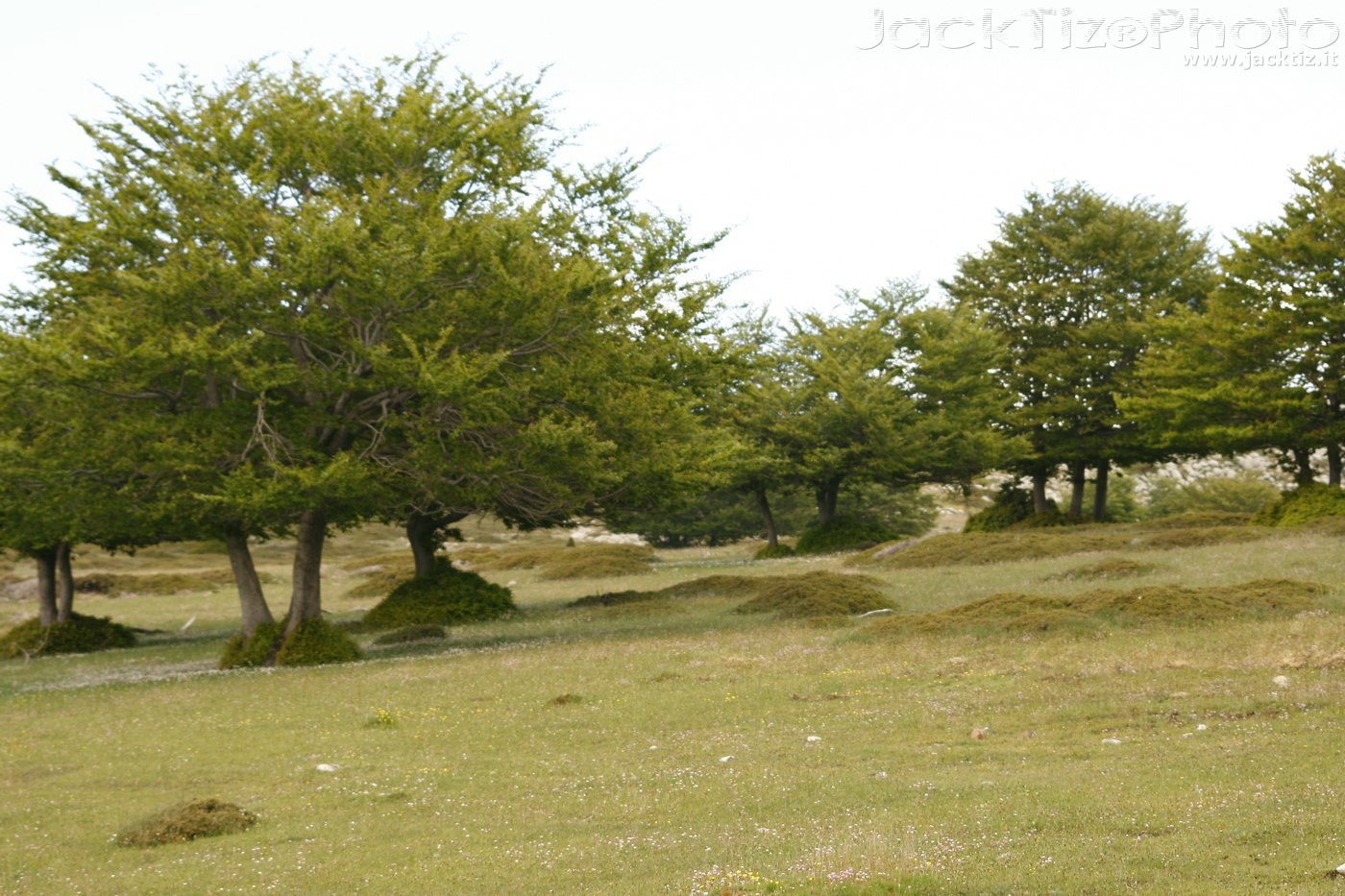 JackTiz - Copyright