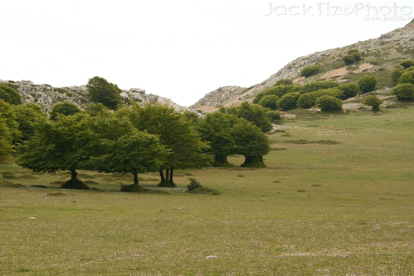 JackTiz - Copyright